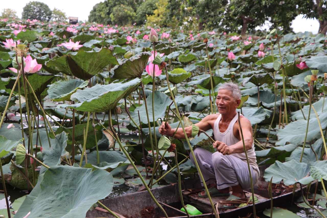 23.11-H1 Hoa sen.jpg