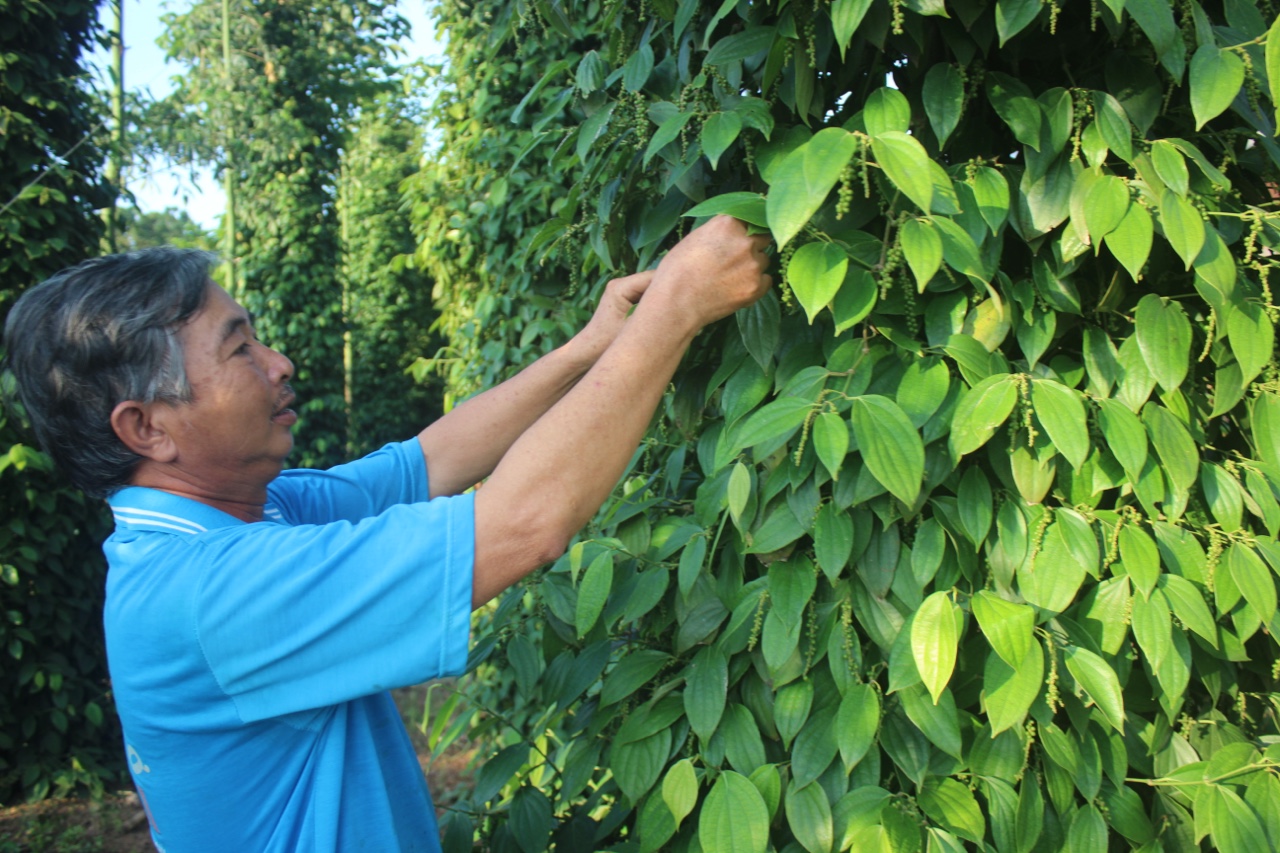 23.11-H1 XK cÃ¢y CN.jpg