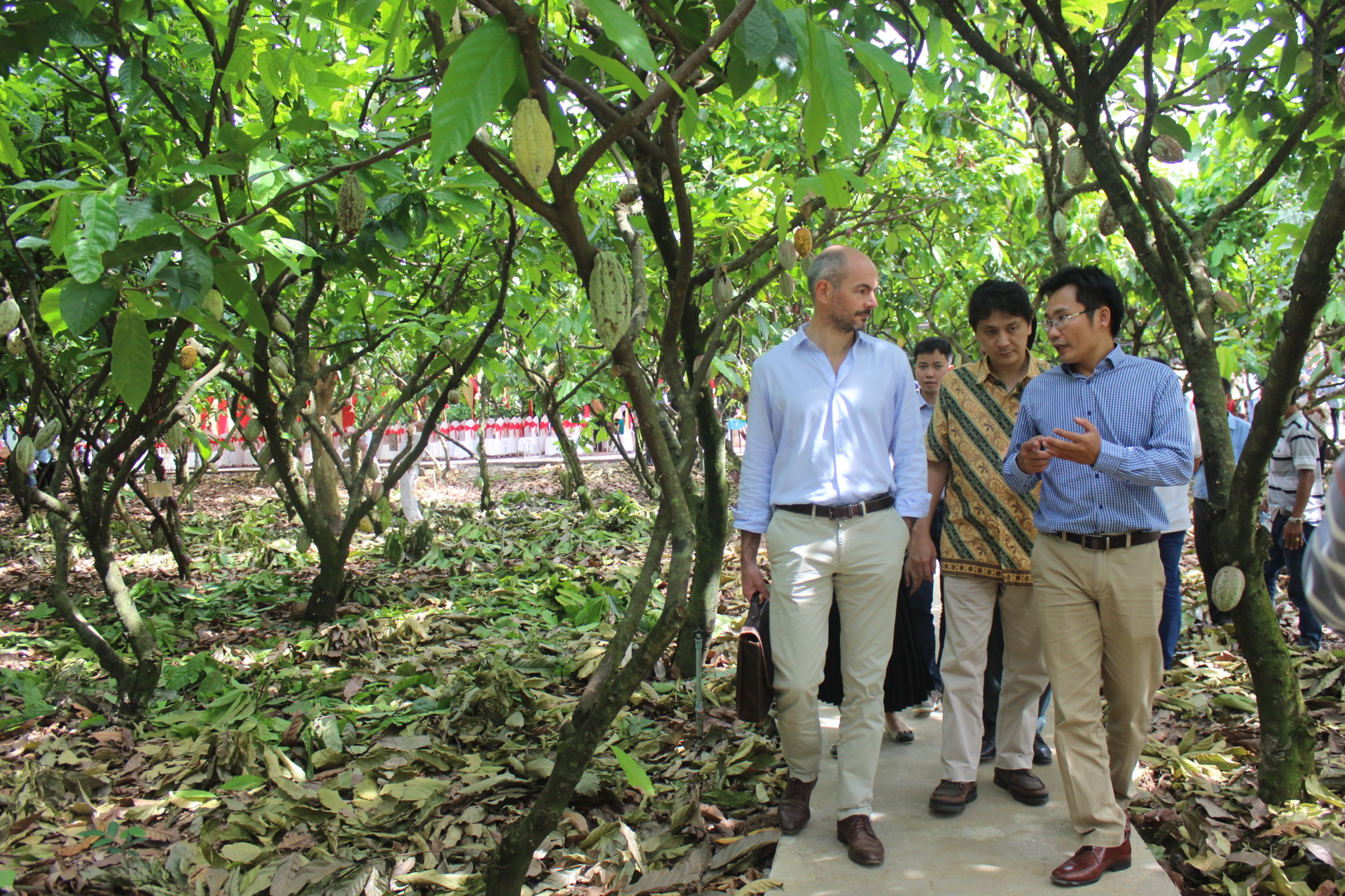 23.11-H2 Nâng cấp vùng chuyên canh.JPG