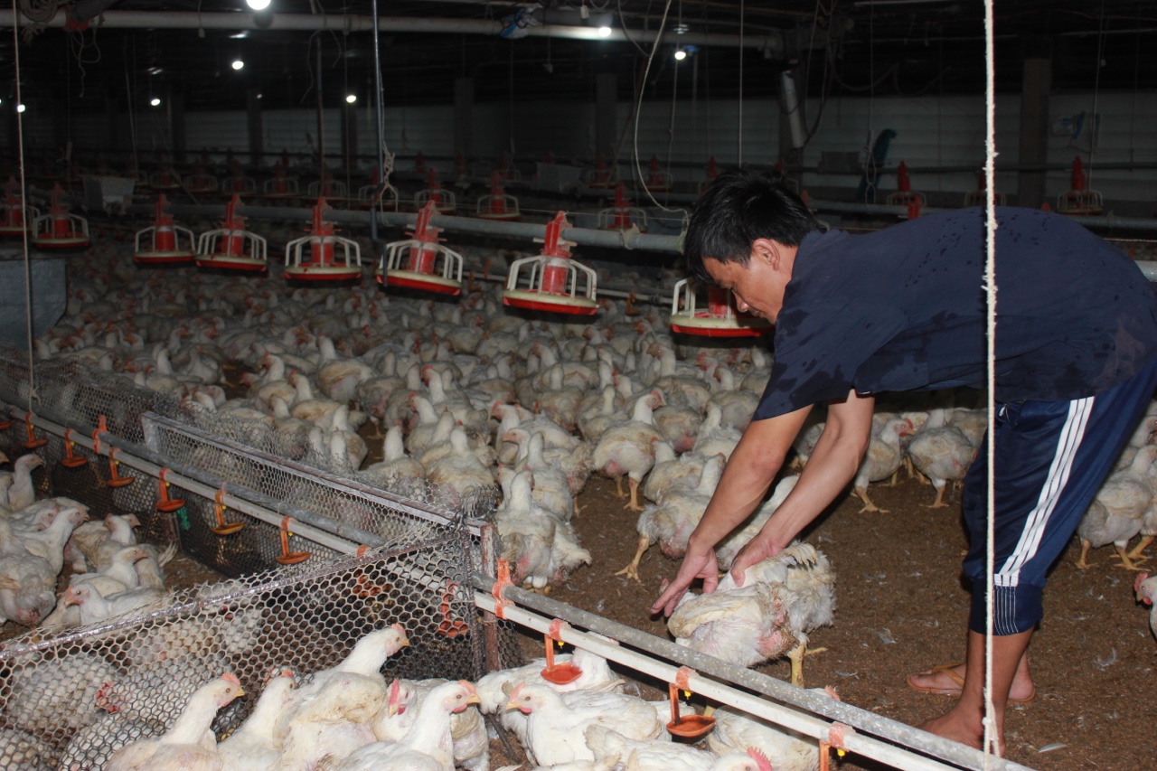 20.4-H1 Thức ăn chăn nuôi “sốt” giá Người nuôi lao đao.jpg