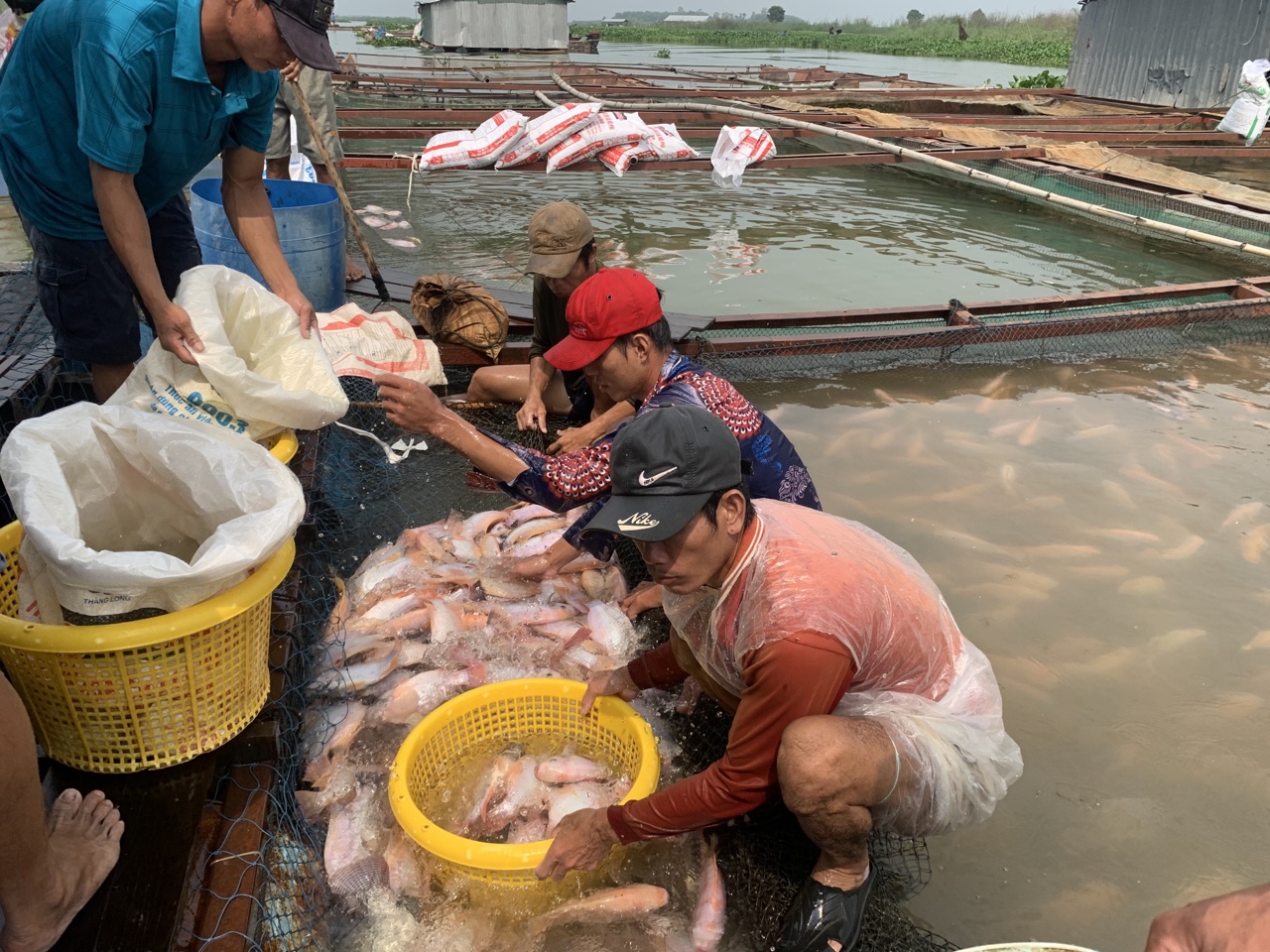 20.4-H1 Nhiều hộ nuôi cá bè trên hồ Trị An đã ổn định sản xuất.jpg