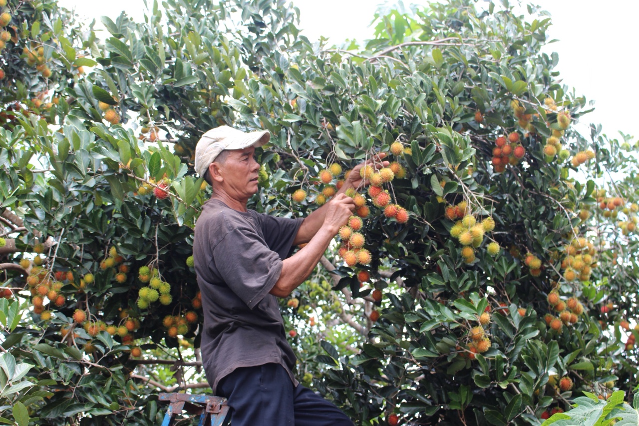 29.4-Toàn tỉnh có 22 ngàn ha cây ăn trái được cấp mã số vùng trồng.jpg