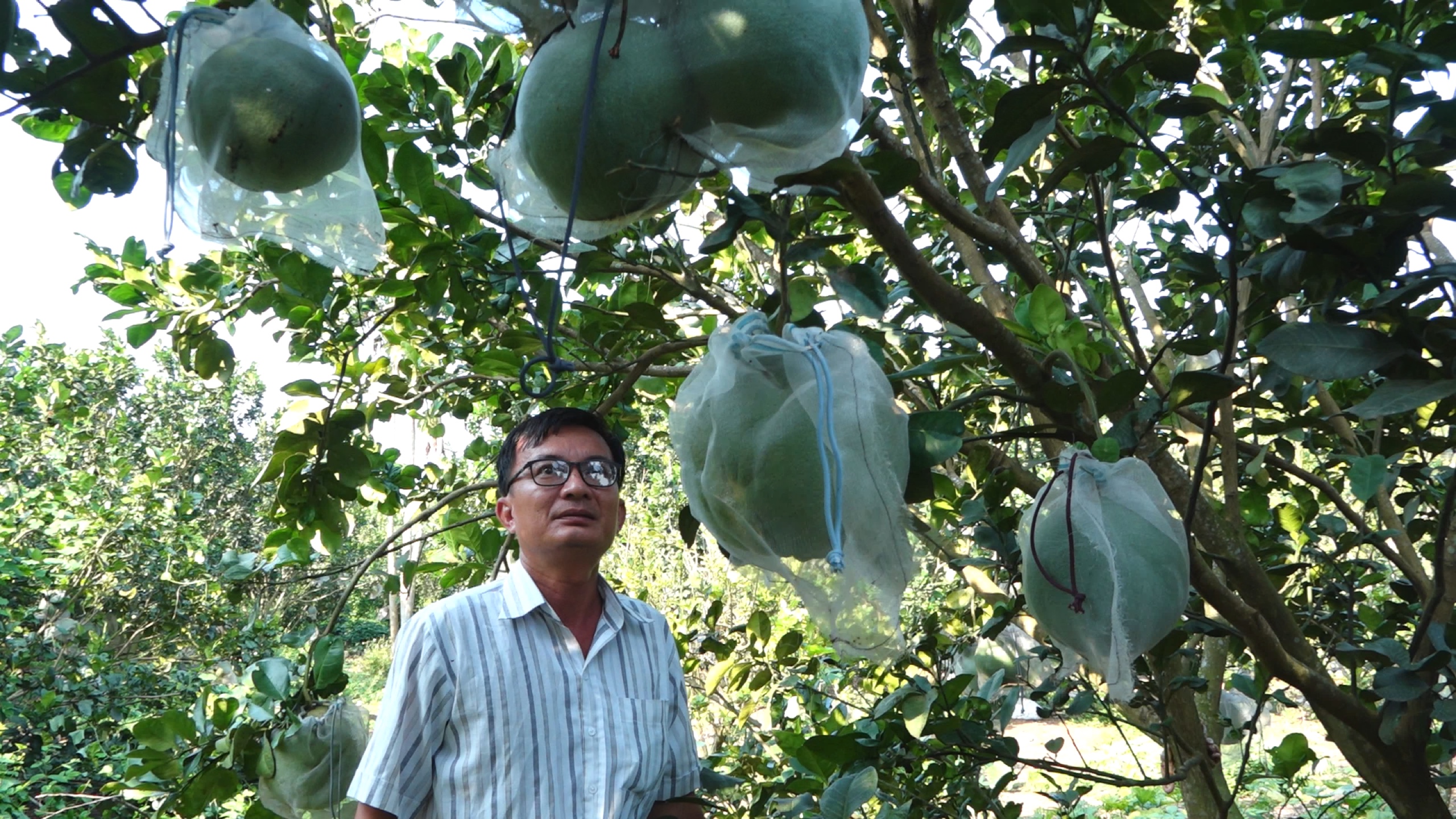 17.5-H1 Làm nông nghiệp sạch với mô hình nuôi kiến vàng bảo vệ cây trồng.jpg