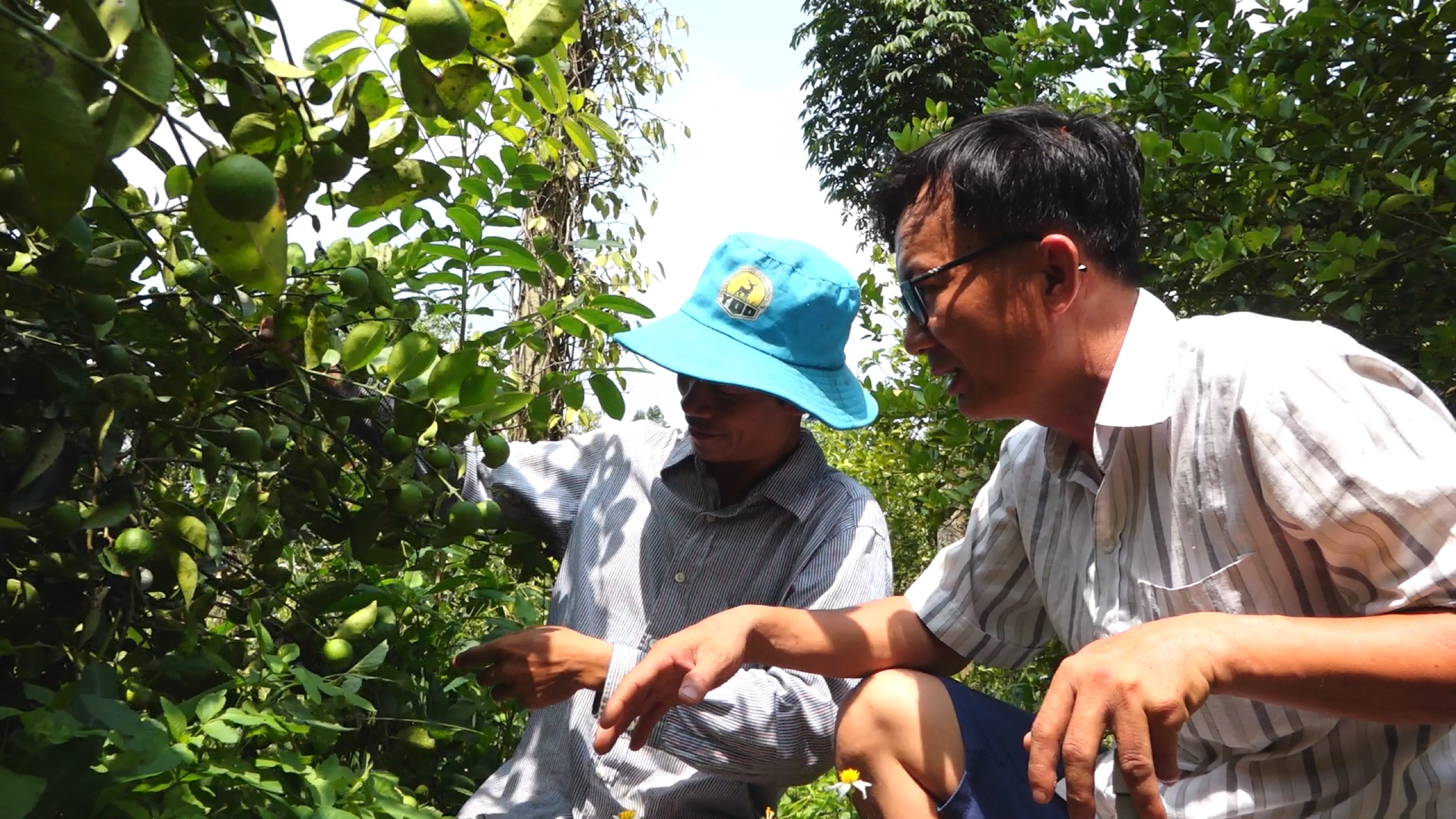 17.5-H2 Làm nông nghiệp sạch với mô hình nuôi kiến vàng bảo vệ cây trồng.jpg