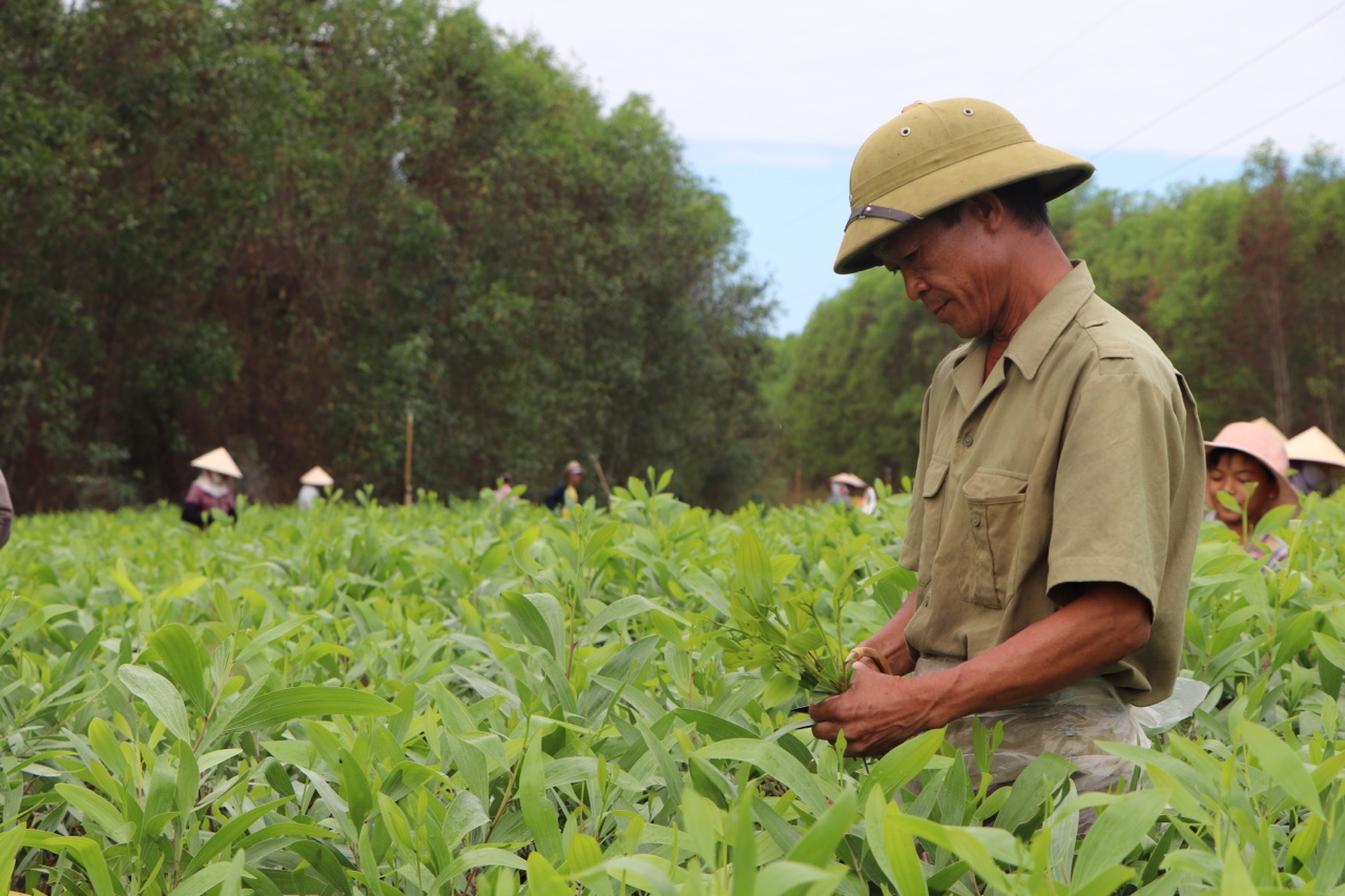 17.5-Nông thôn vẫn thiếu mảng xanh-2.jpg
