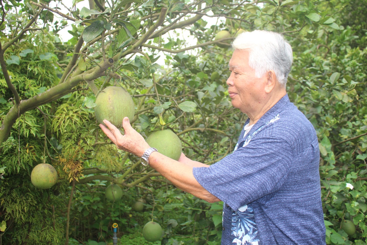 17.5-H2 Về thăm xứ bưởi anh hùng.jpg