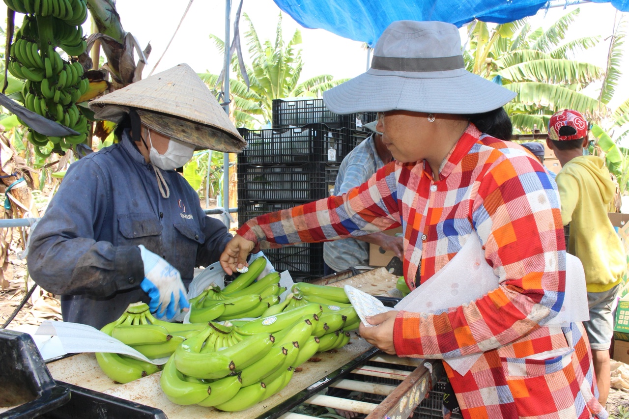 20.5-H2 Huyện Nhơn Trạch Trồng cây ăn quả trên vùng đất phèn.jpg