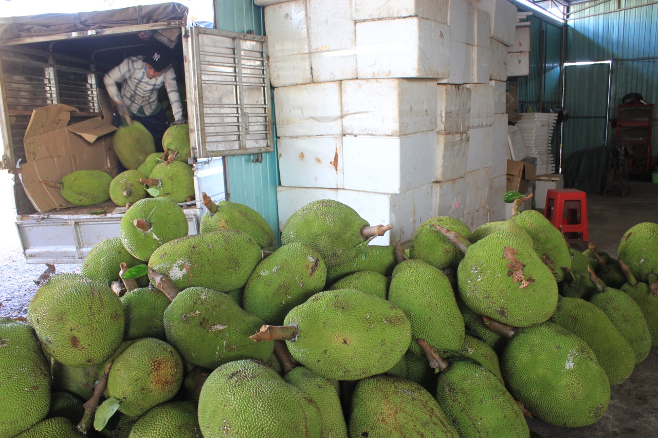 7.6-H1 Cảnh báo tình trạng diện tích mít Thái tăng “nóng”.jpg