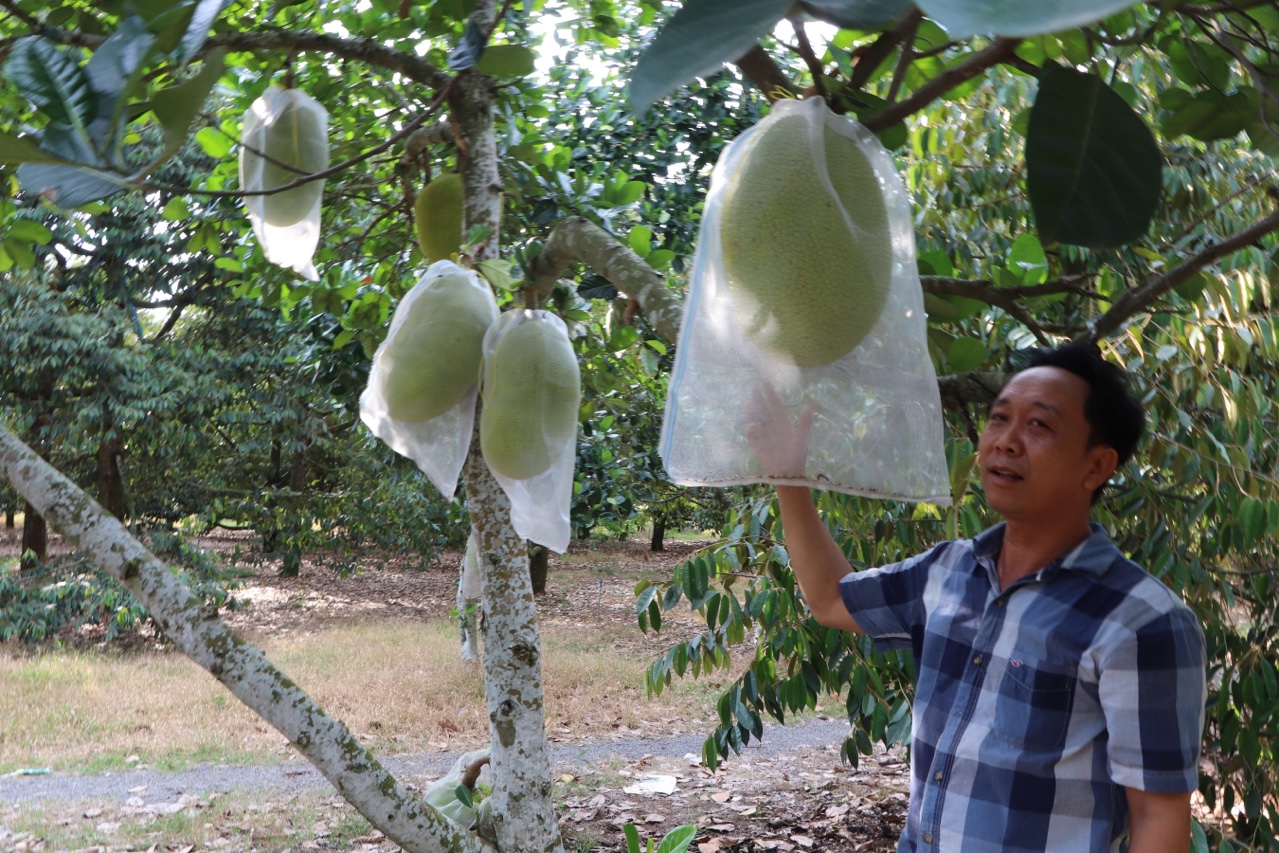 7.6-H2 Cảnh báo tình trạng diện tích mít Thái tăng “nóng”.jpg