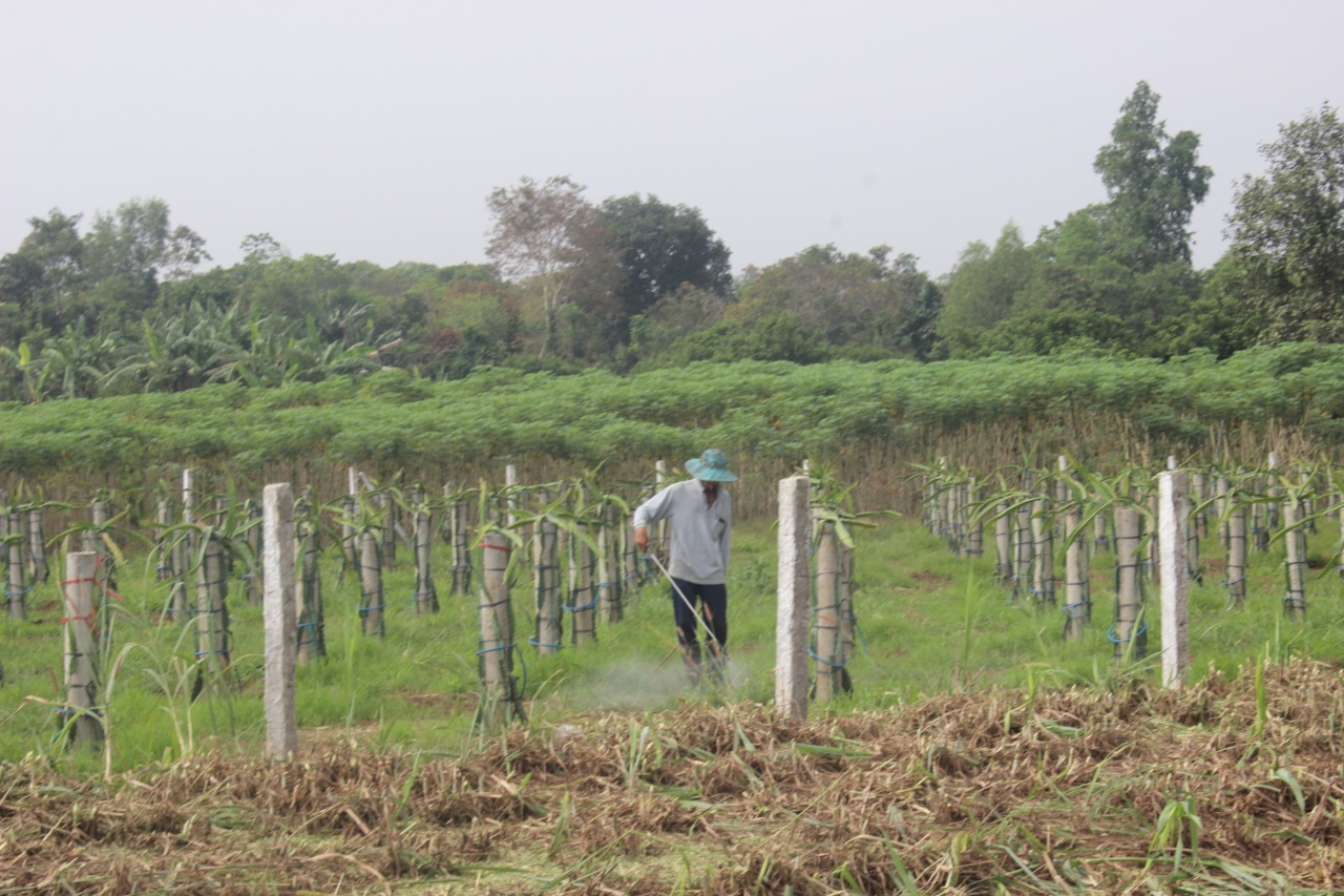 8.6-H2 -Sản xuất khó khăn vì phân, thuốc tăng giá.jpg