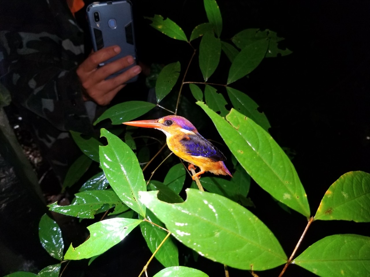 11.6-Hơn 900 cơ sở gây nuôi động vật hoang dã.jpg