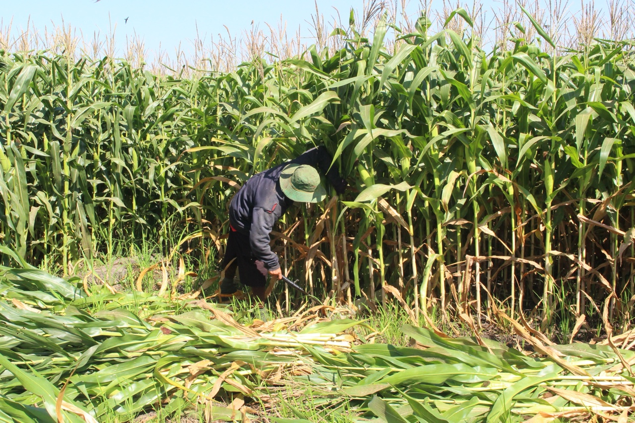 11.6-Trồng bắp bán cây thu 160 triệu đồng-ha-năm.jpg