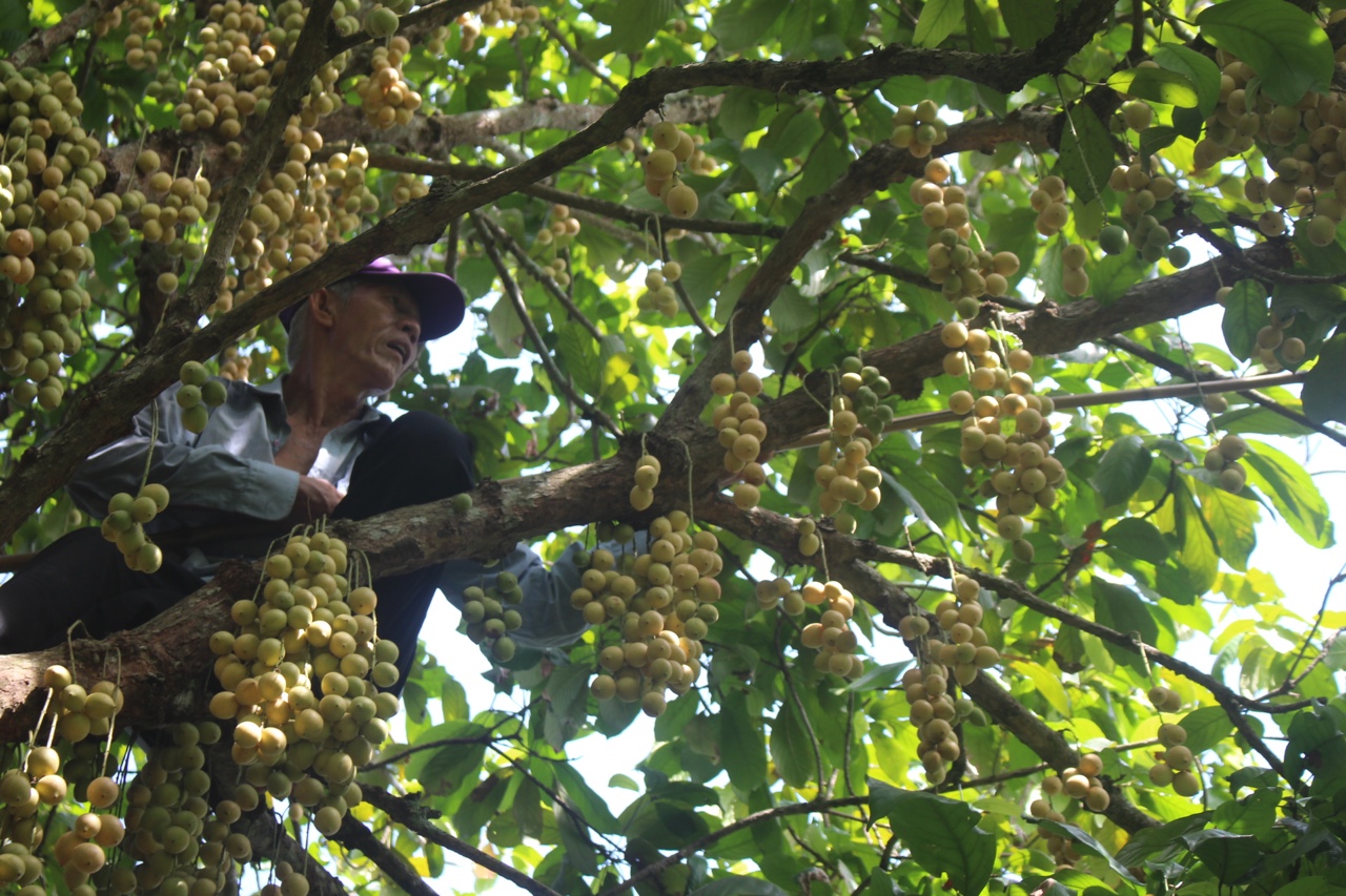 16.6-Vàng rực mùa dâu da chín.jpg