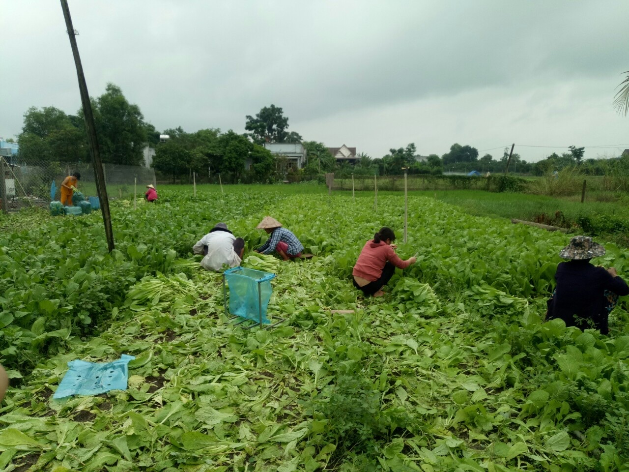 1.8- cung cấp rau.jpg