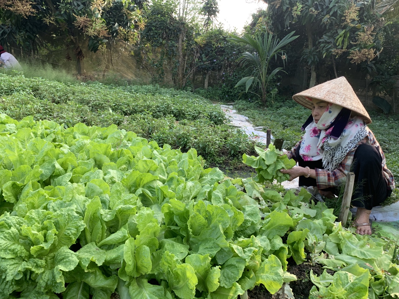 2.8-Sản xuất nông nghiệp thích ứng với tình hình mới 2.jpg
