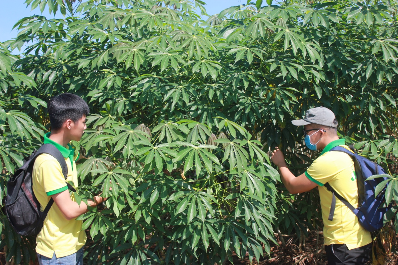 3.8- Không lơ là phòng, chống dịch khảm lá sắn 1.jpg