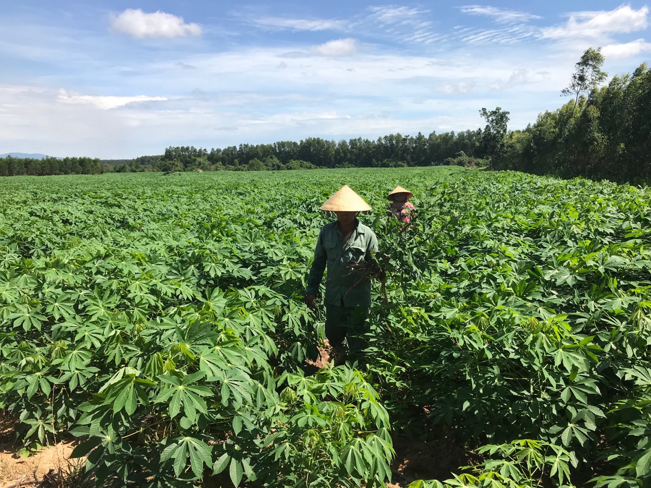 3.8- Không lơ là phòng, chống dịch khảm lá sắn 2.jpg