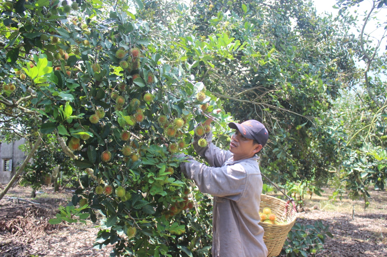 9.8- TP.Long Khánh kêu gọi hỗ trợ tiêu thụ chôm chôm.jpg