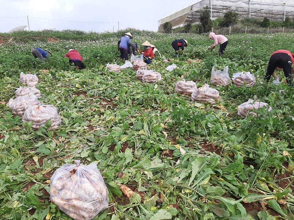 18.8- 100 tấn rau củ quả của tỉnh Lâm Đồng hỗ trợ.jpg