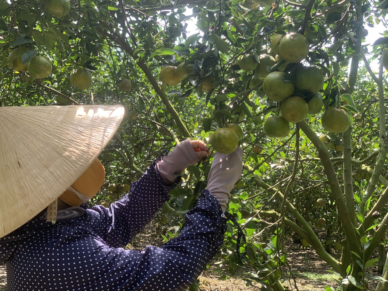 19.8-Chú trọng tiêu chí thu nhập cho người dân nông thôn 2.jpg