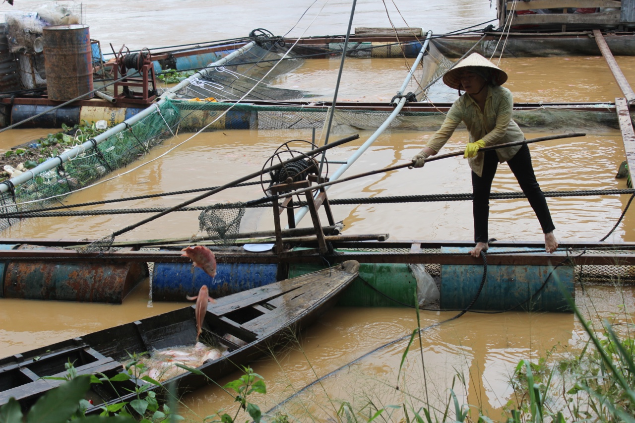 23.8- Người nuôi cá lao đao vì đầu ra gặp khó 1.jpg