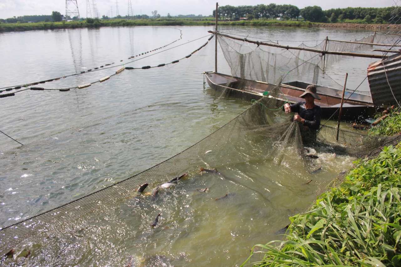 23.8- Người nuôi cá lao đao vì đầu ra gặp khó 2.jpg