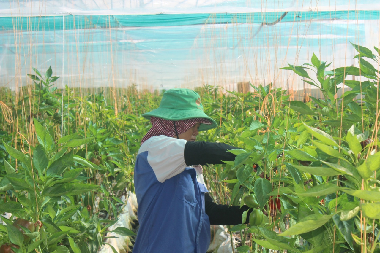 1.9- Xây dựng huyện nông thôn mới kiểu mẫu - Xuân lộc 2.jpg