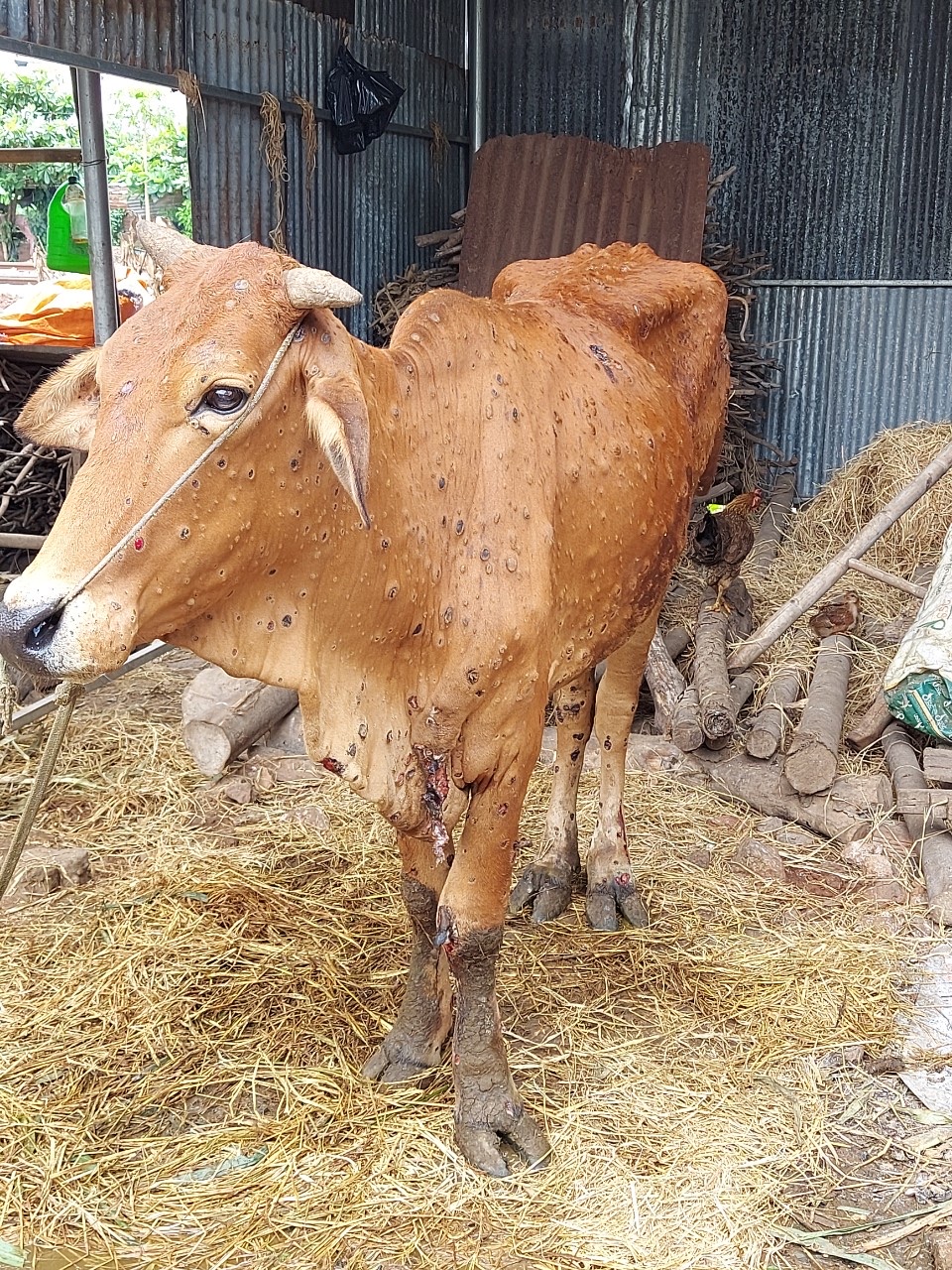 8.9-Kiểm soát được dịch bệnh trên gia súc, gia cầm 0.jpg