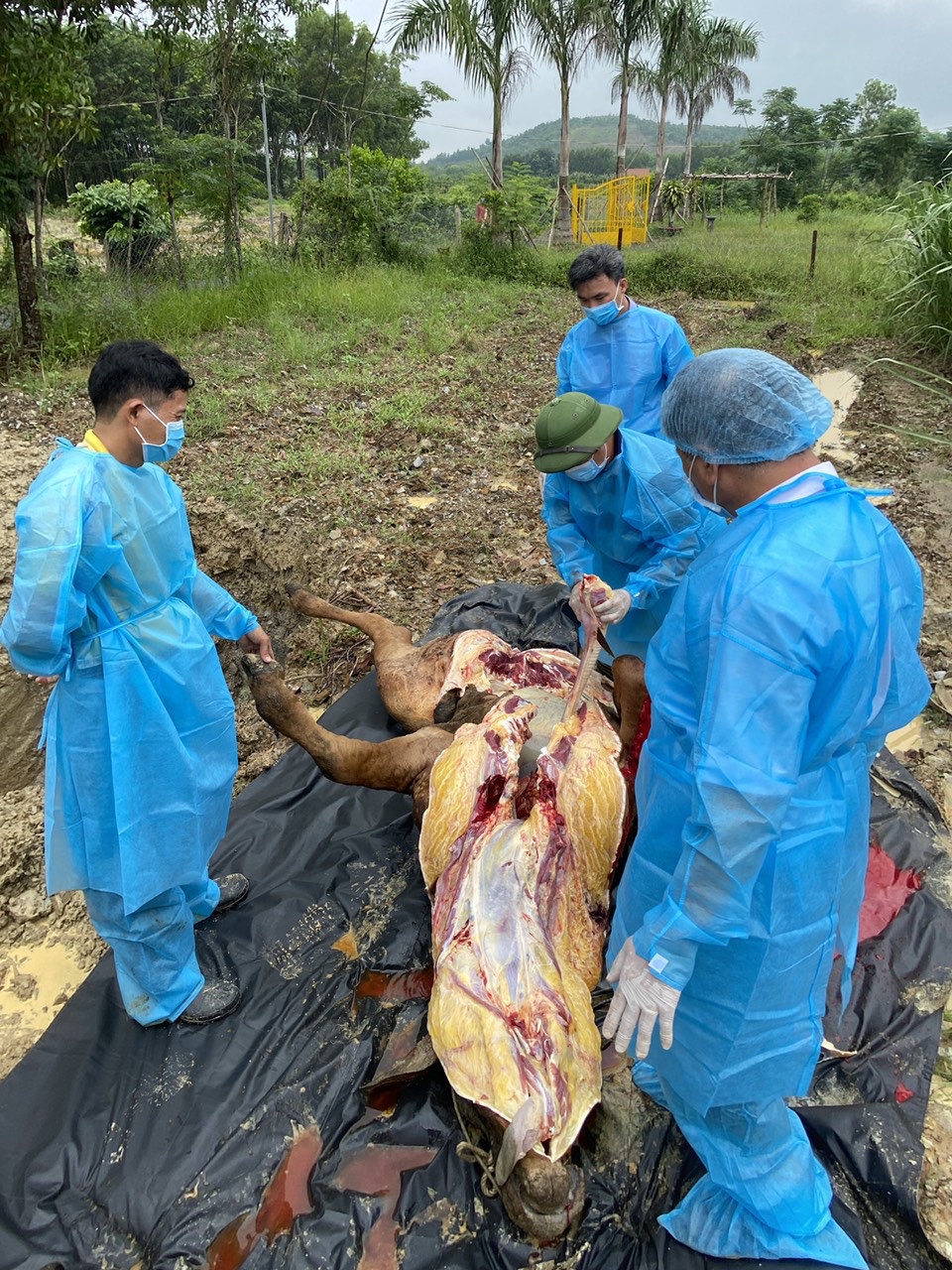 8.9-Kiểm soát được dịch bệnh trên gia súc, gia cầm 1.jpg