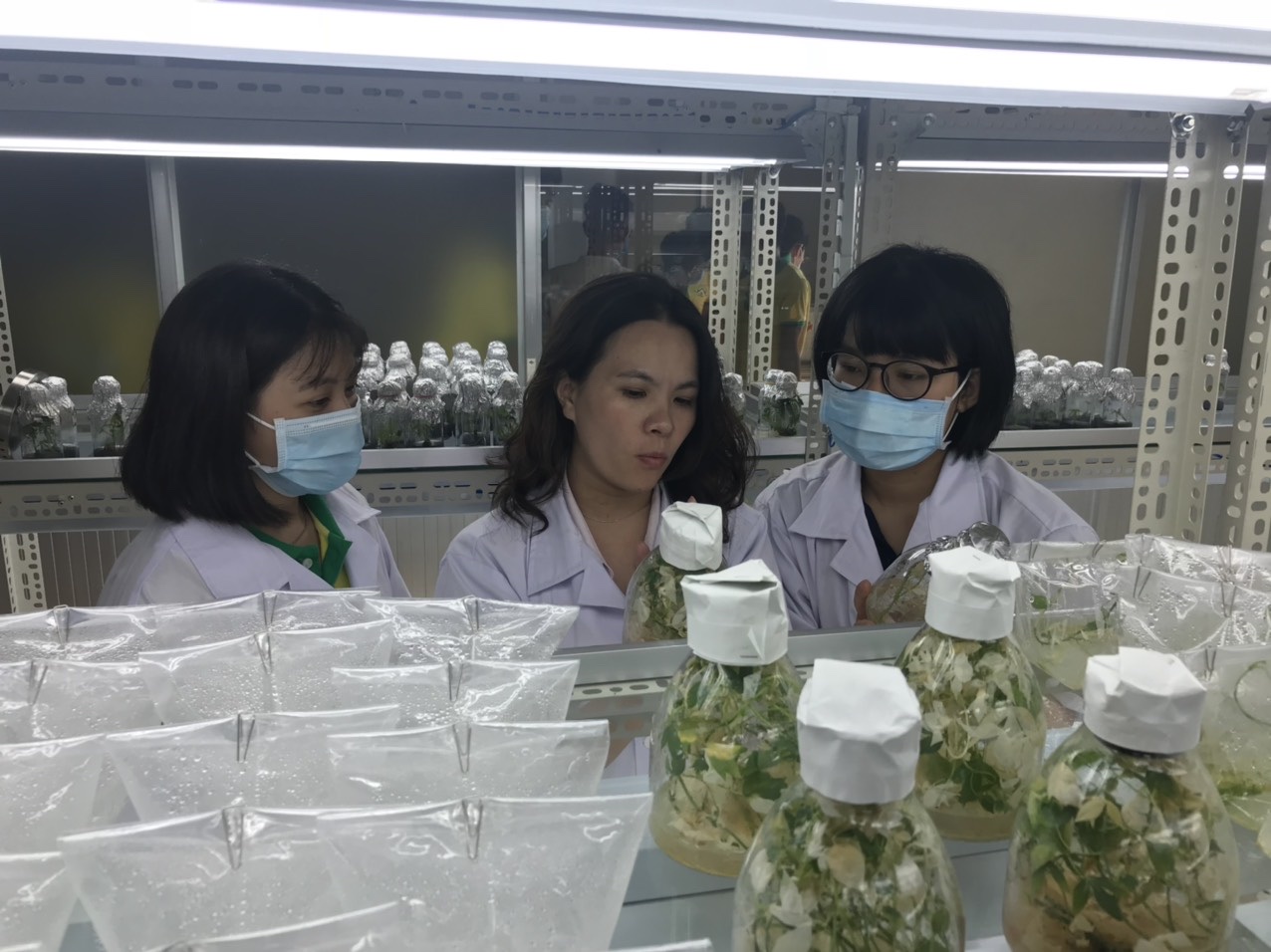 15.11-Xuất khẩu khoai mì được mùa H2.jpg