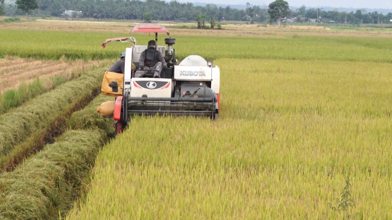 29.11-Hiệu quả tốt từ mô hình trồng Lúa chất lượng cao.jpg