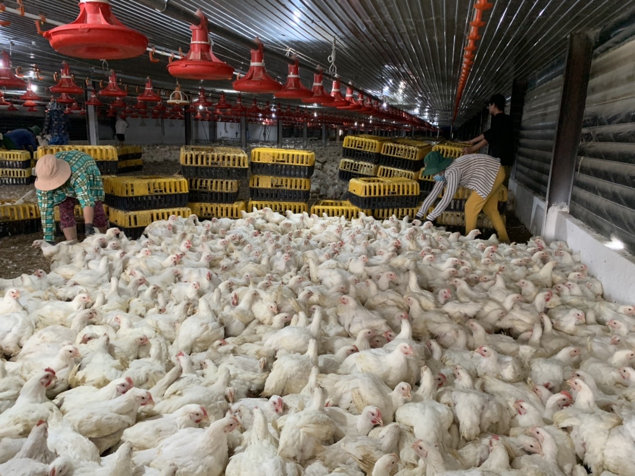 2,1-Phát huy vai trò kinh tế trang trại trong hội nhập h1.jpg