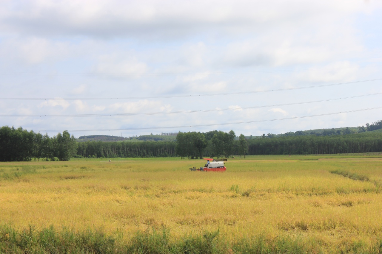 11.1-Giảm hàng ngàn ha diện tích cây hàng năm.jpg