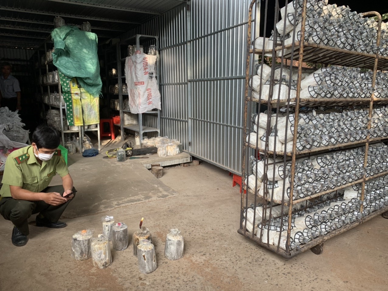 15.2-Trồng nấm linh chi dưới tán rừng keo lai H2.jpg