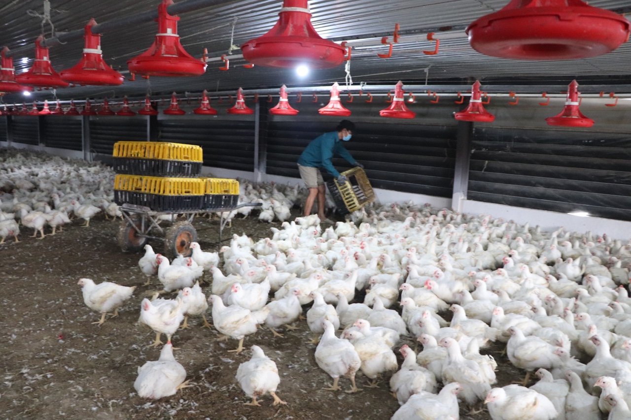 18.2-Nông nghiệp tuần hoàn H1.jpg