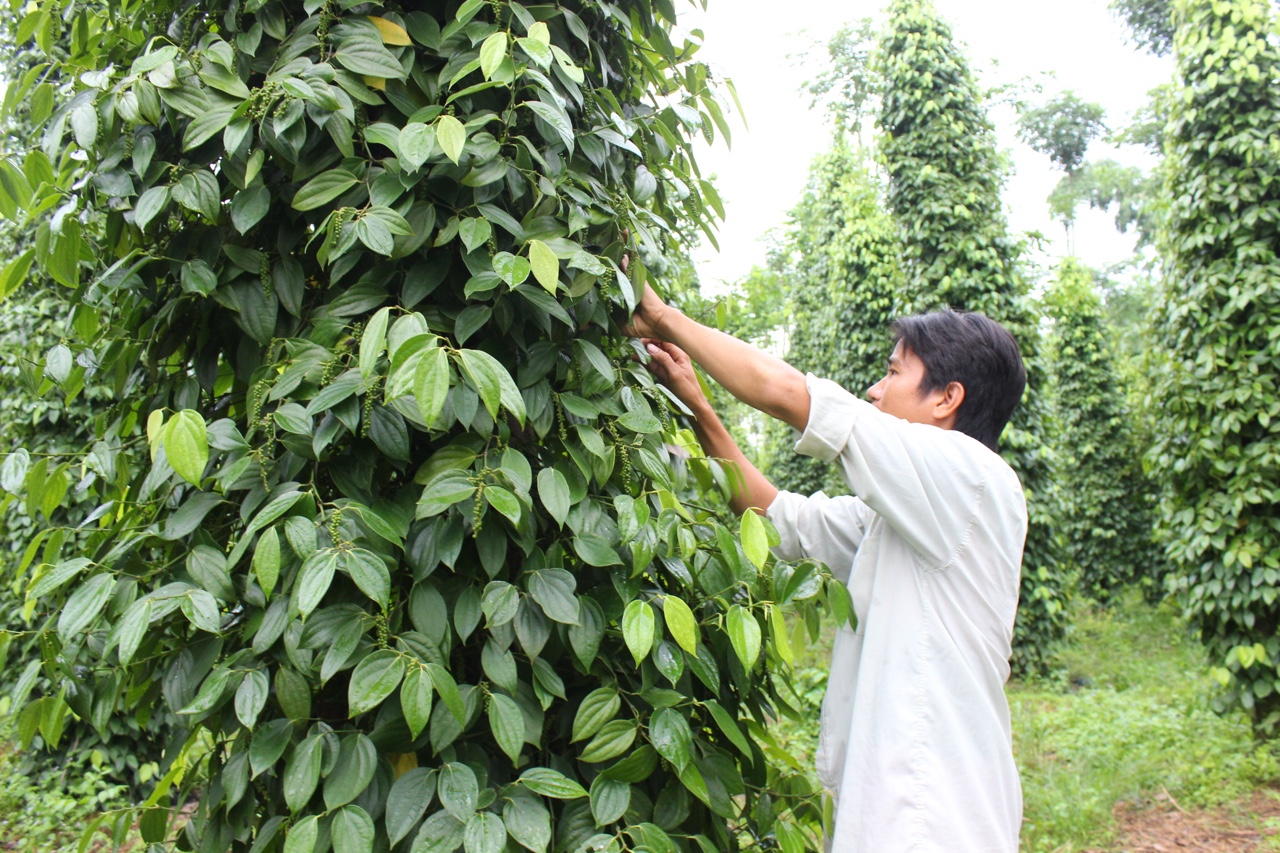 9-3 Hồ tiêu giảm giá so với đầu vụ.jpg?t=1752814360