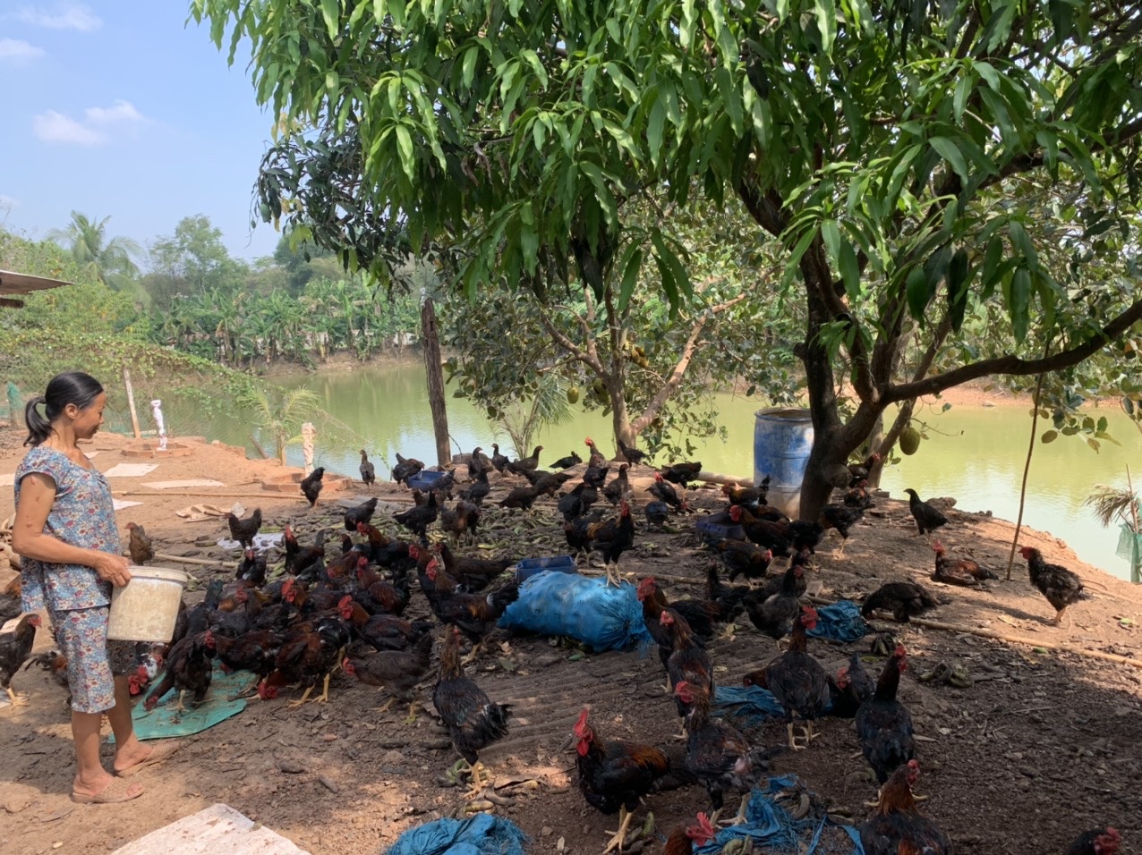 10.3- Giá gà tăng cao.jpg