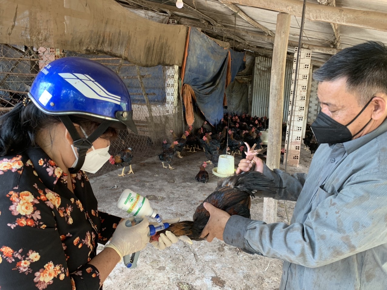 10.3- nỗ lực giảm thiệt hại do dịch bệnh trên vật nuôi h1.jpg