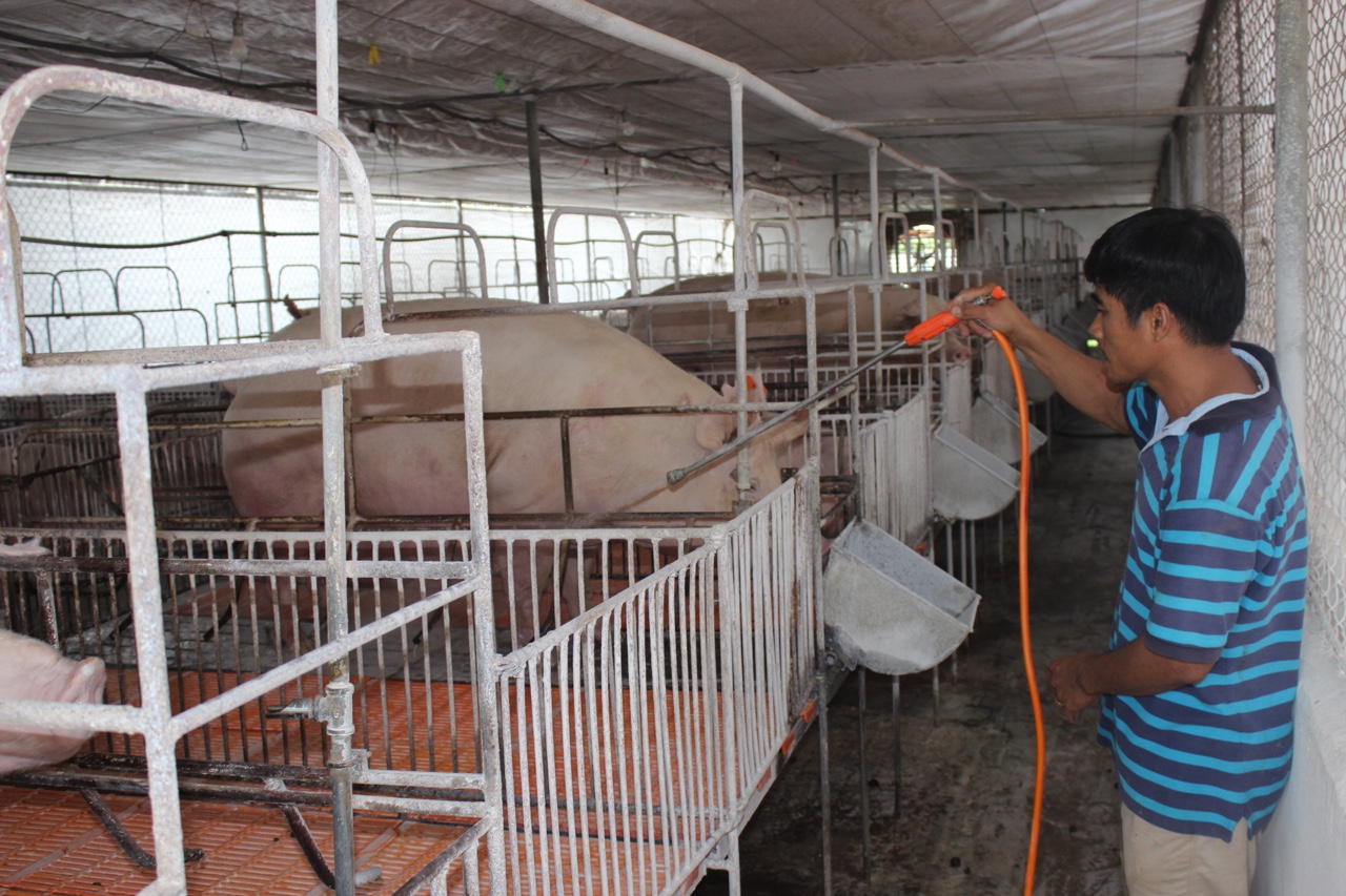 10.3- Nỗ lực giảm thiệt hại do dịch bệnh trên vật nuôi h2.jpg