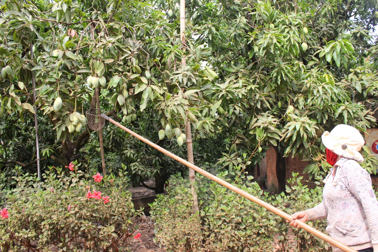 21.3-Cây trồng bị ảnh hưởng biến đổi khí hậu H2.jpg