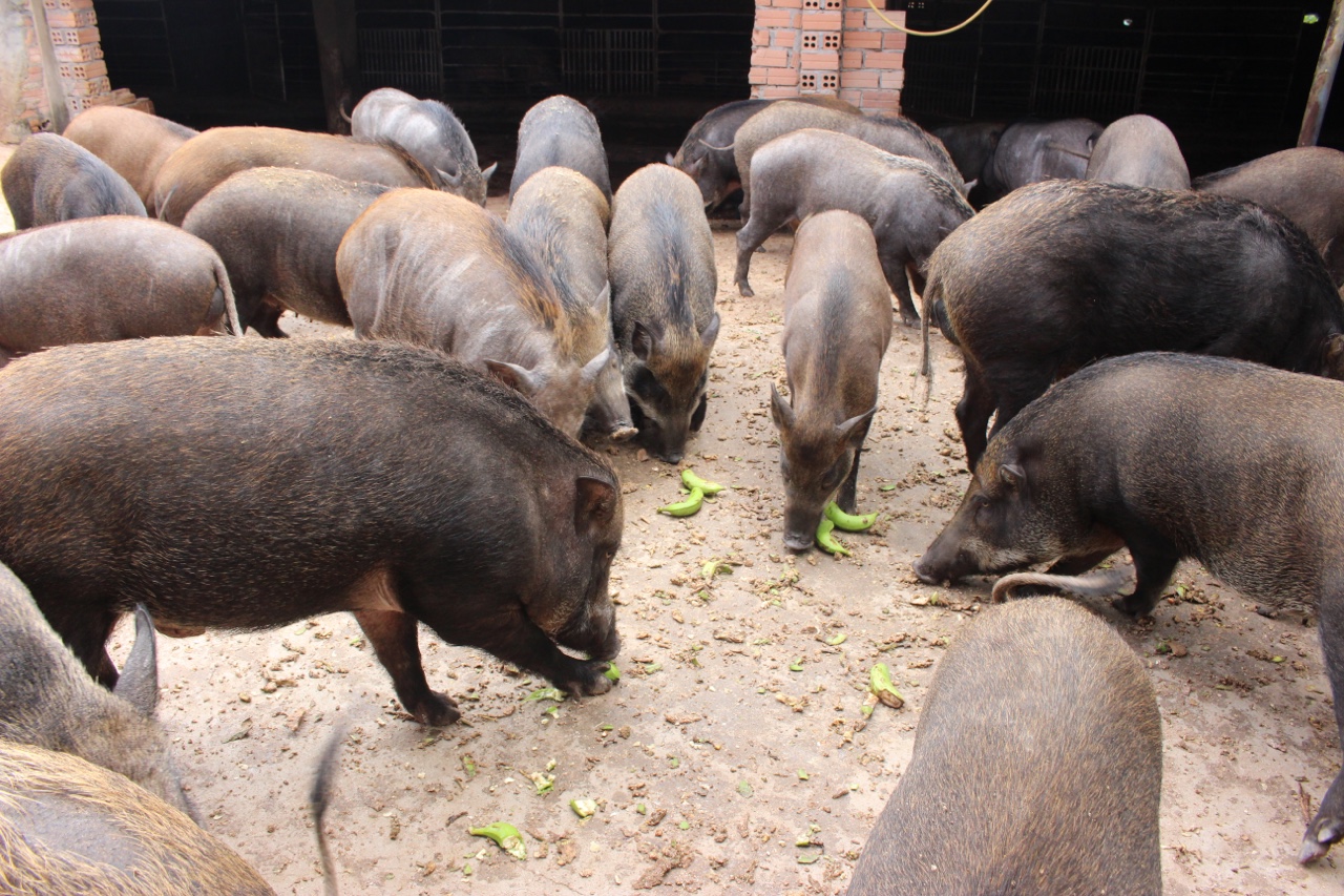 1.4-mô hình nuôi heo rừng hữu cơ h2.jpg