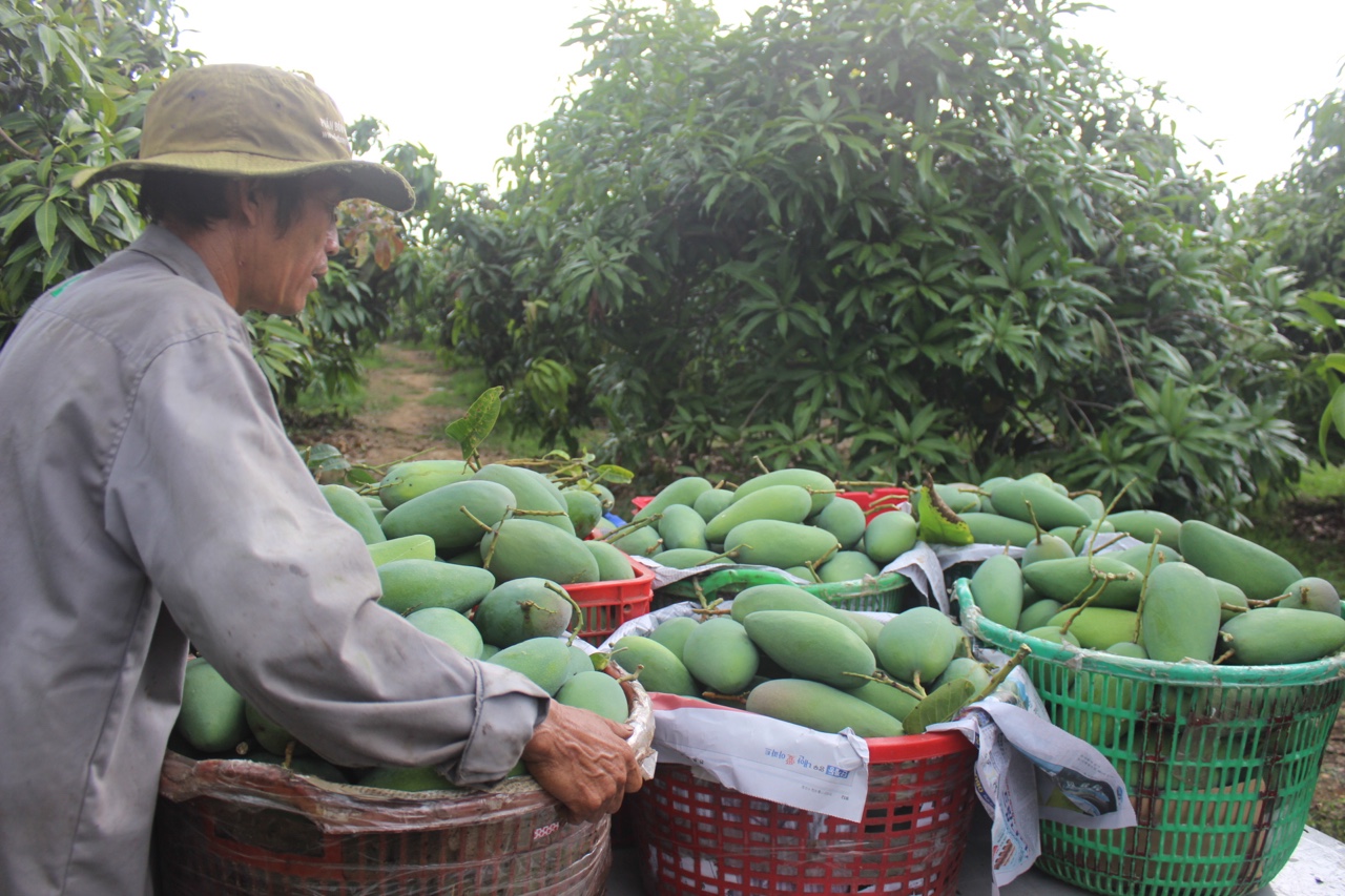 5.4-Đầu ra nông sản còn nhiều khó khăn H1.jpg