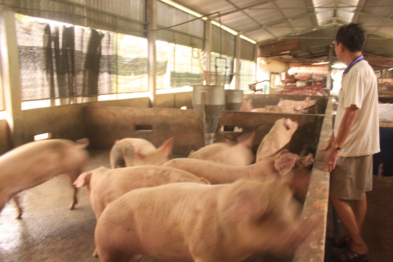 8.4-Nông dân lao đao vì bão giá CPSX tăng cao H2.jpg