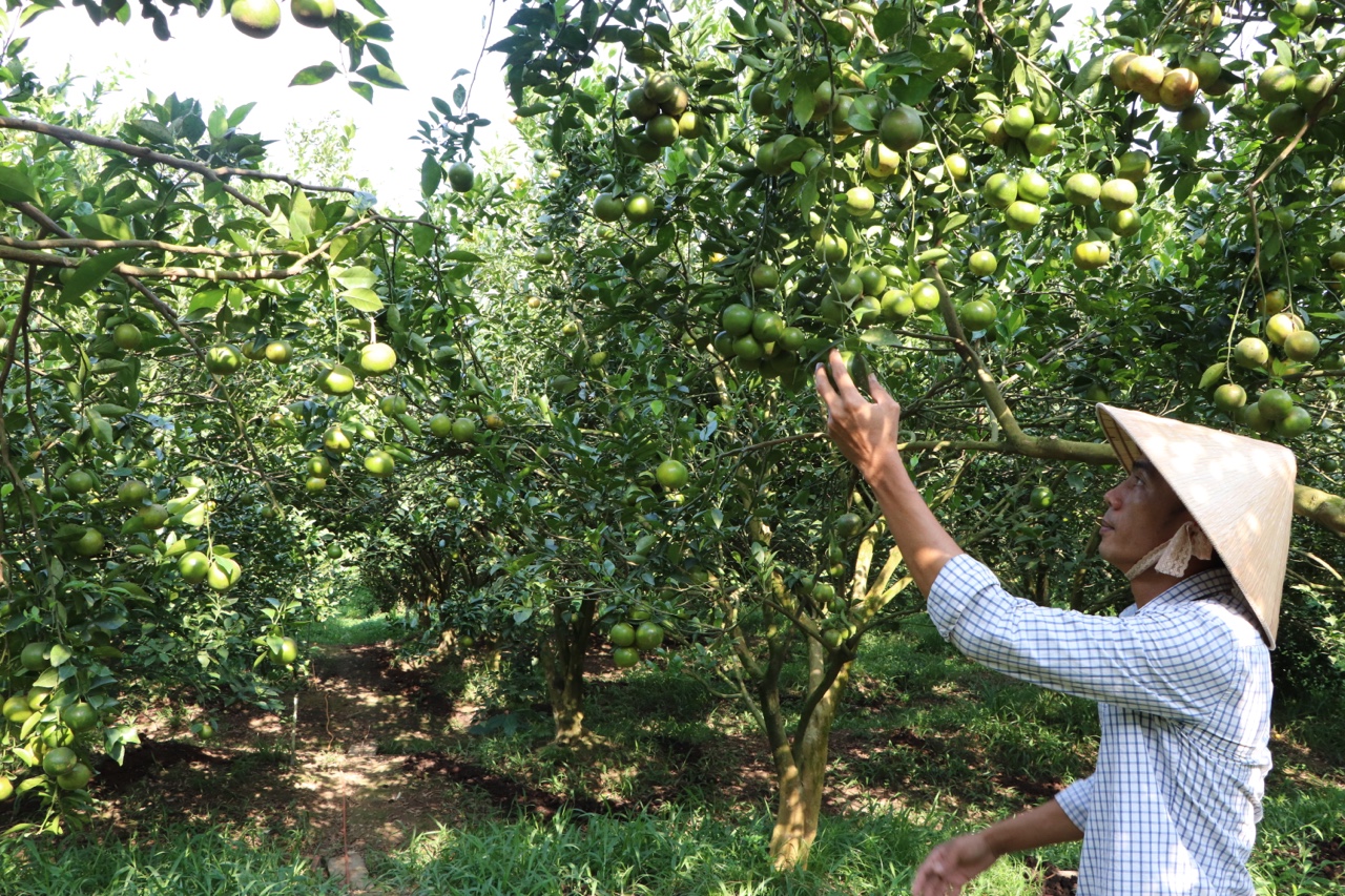 12.4-Chưa dễ chuyển đổi sản xuất hữu cơ H1.jpg