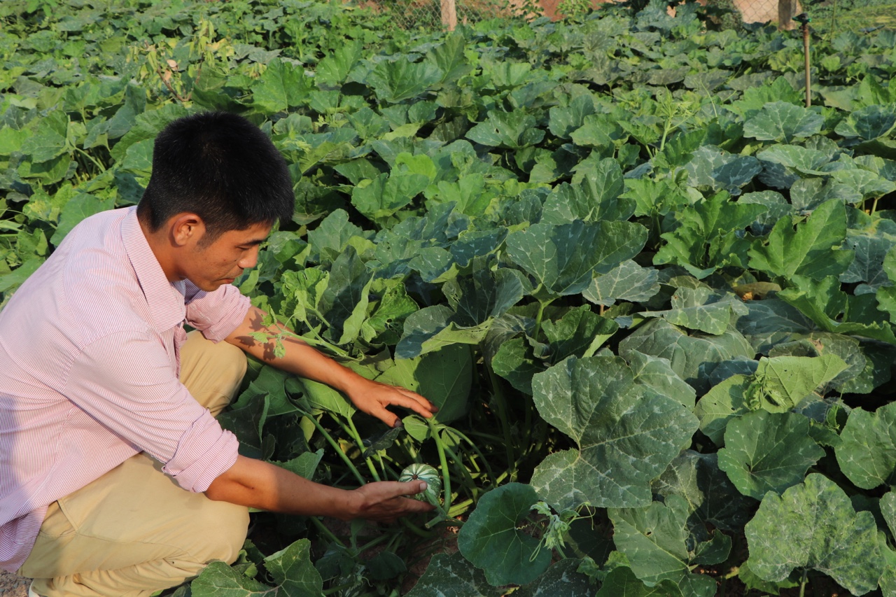 12.4-Chưa dễ chuyển đổi sản xuất hữu cơ H2.jpg