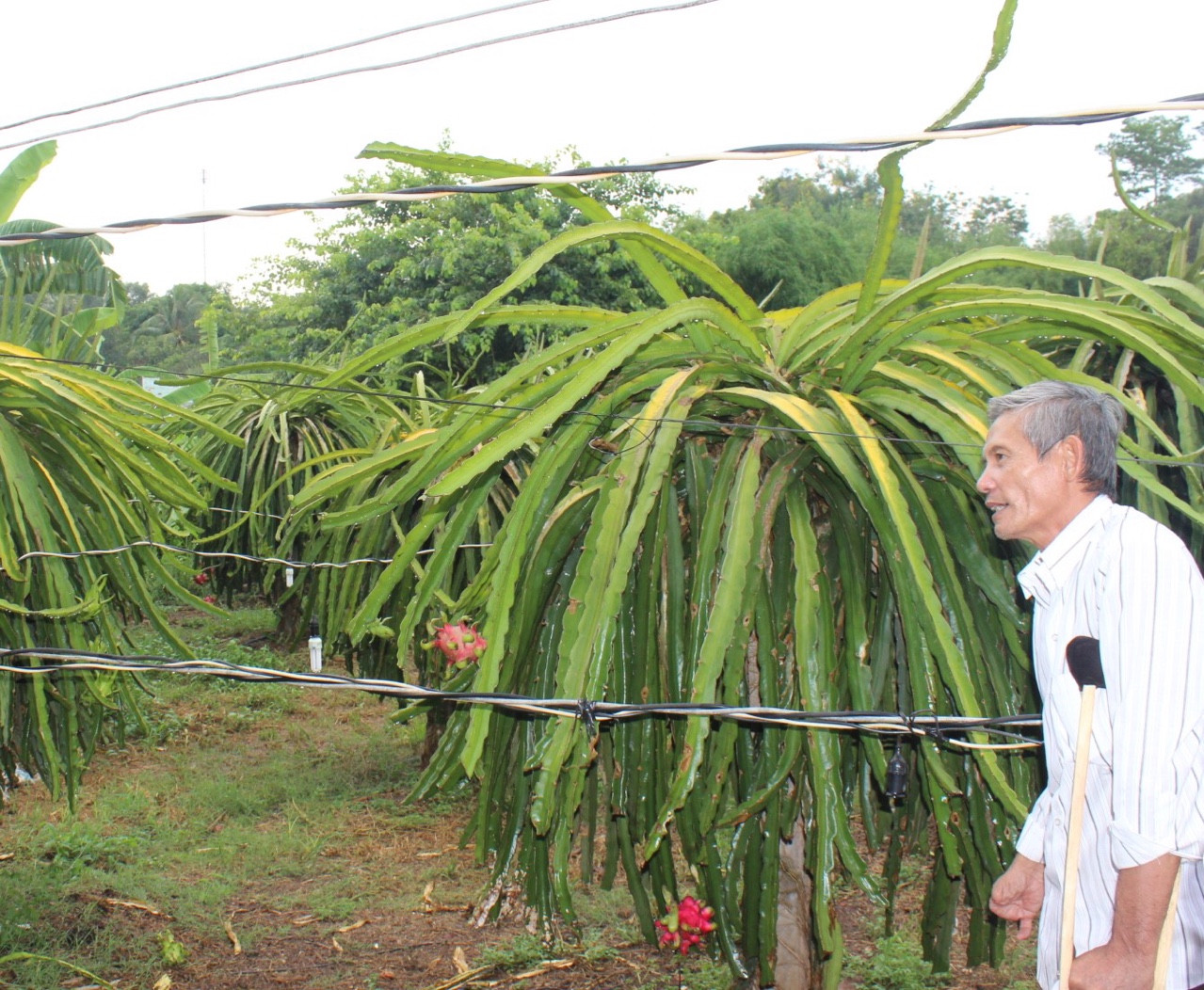 19.4-Sản xuất nông nghiệp chạy theo phong trào H1q.jpg