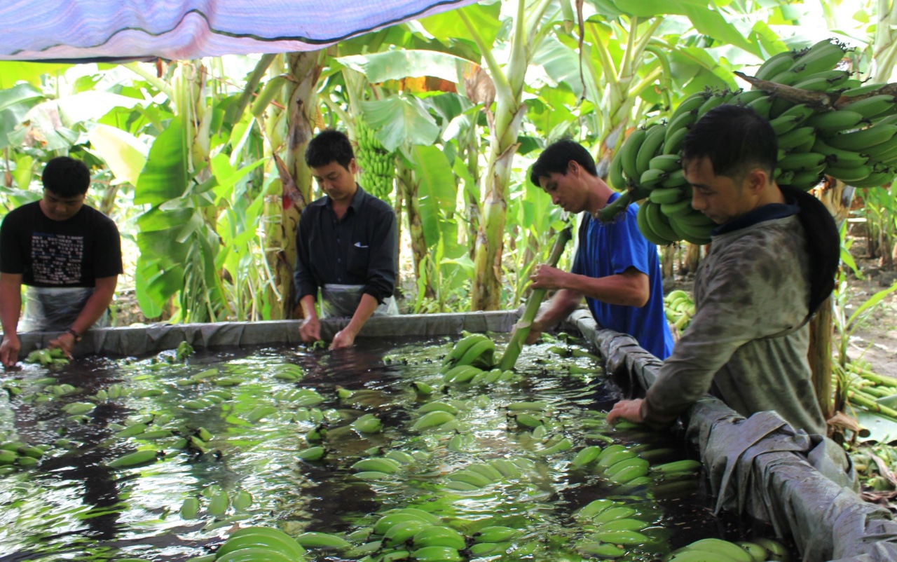 17.5-Trái cây khu 1.jpg