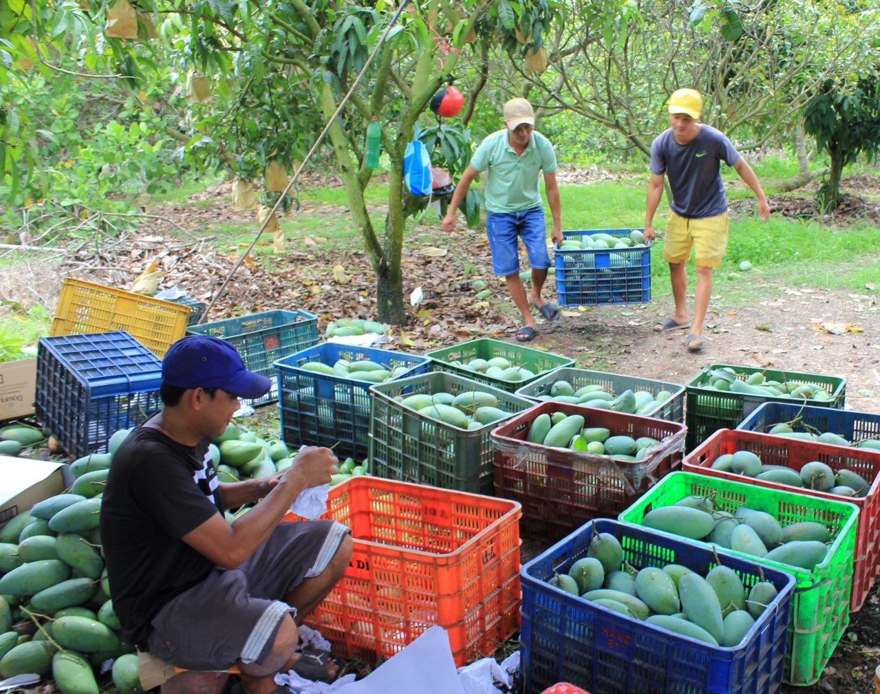 17.5-Trái cây khu.jpg