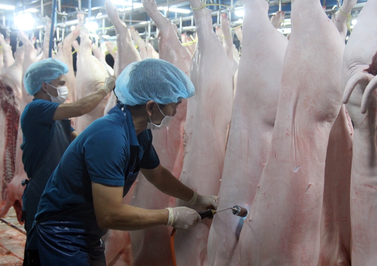 a26.jpg?t=1762423332