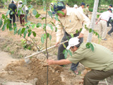 2552007tettrongcay1